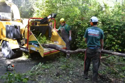 tree services Lakeview